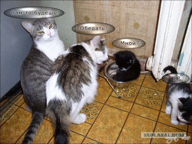 Котовторник