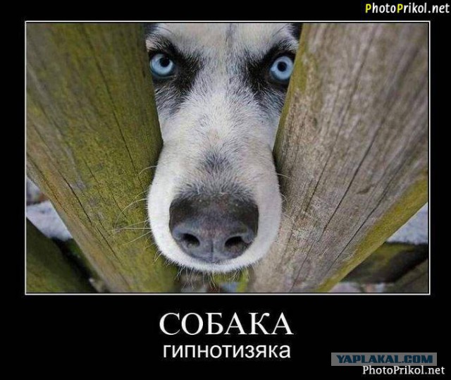 Сделал вид, будто бросаю мяч