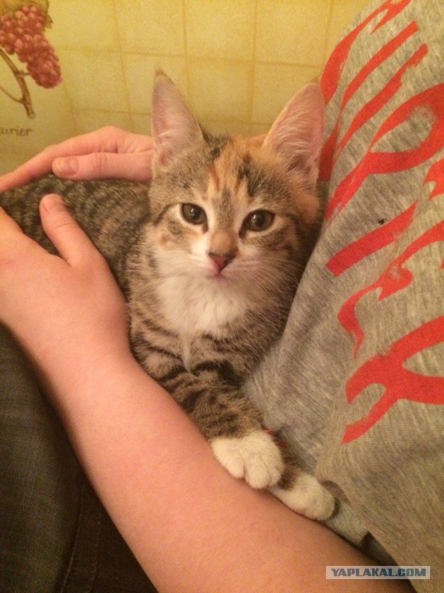 Котовторник 29-09-2015,