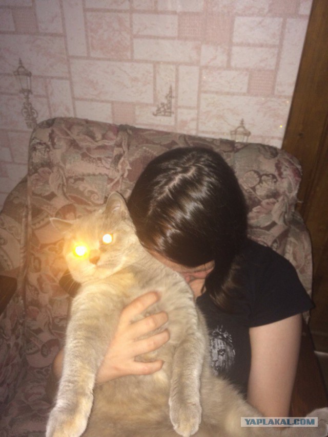 Котовторник 19.01.2016