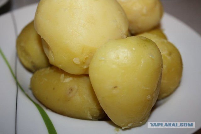 Цеппелины (диджкукуляй)