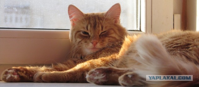 Вот и меня предали...