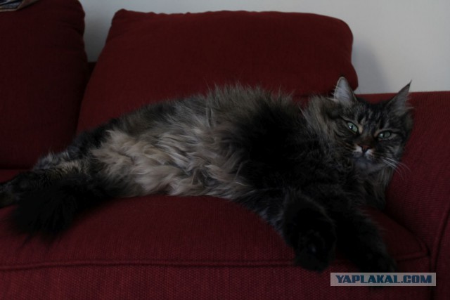 Котовторник 16.02.16