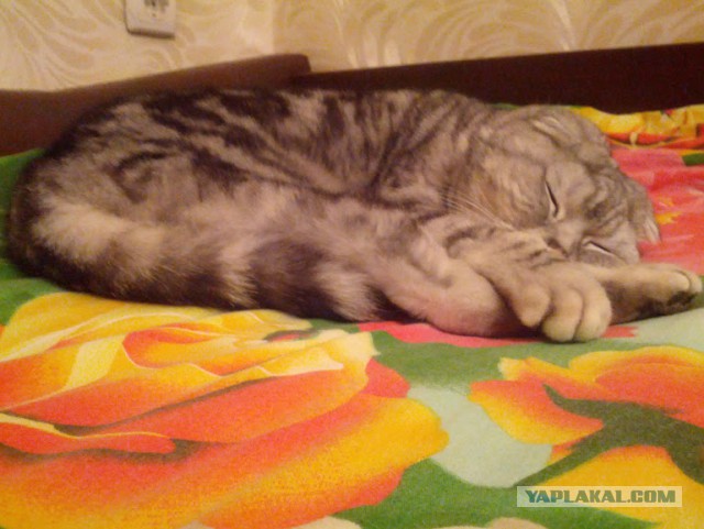 Котовторник 23.02.2016