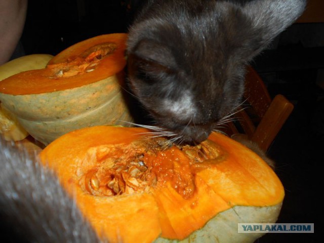 Жизнь домашнего приюта для котеек 102