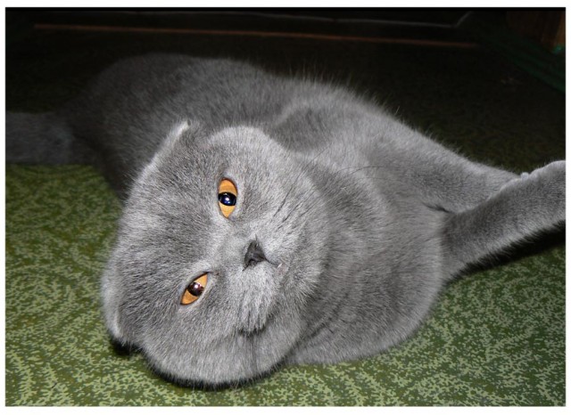 Вторничные кошаки