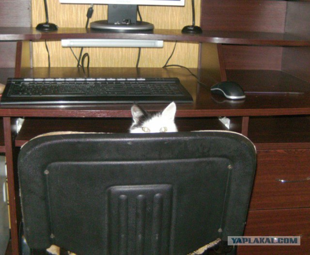 Котовторник 17.05.2016