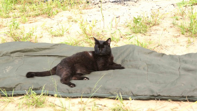 Домашние коты на природе