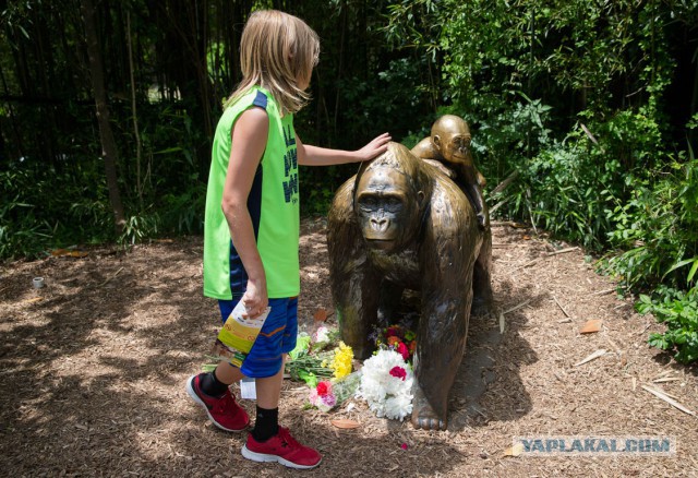 Десятки тысяч людей просят наказать родителей ребенка из-за гибели гориллы