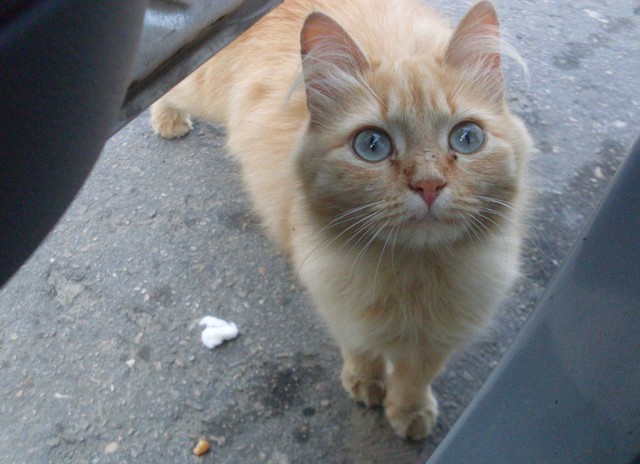 Кошки, которых я встретил на своем пути:)