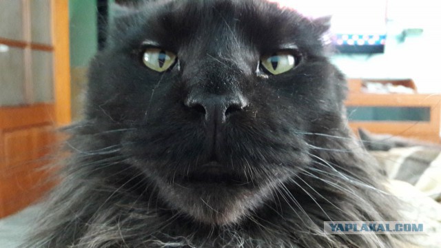 Котовторник 14.03.2017