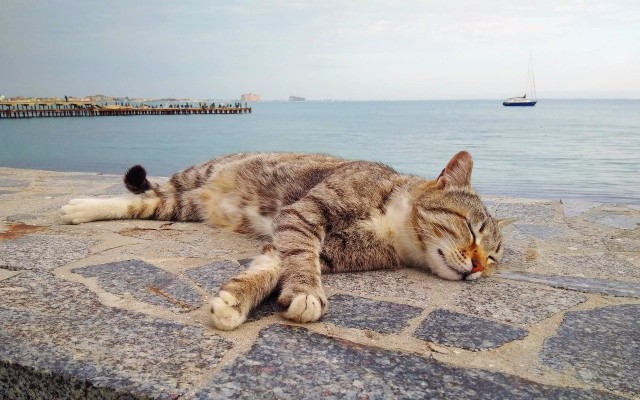 Коты и Кошки