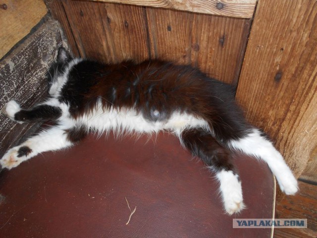 Жизнь домашнего приюта для котеек 179