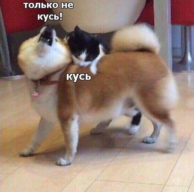 Подборка интересных и веселых картинок