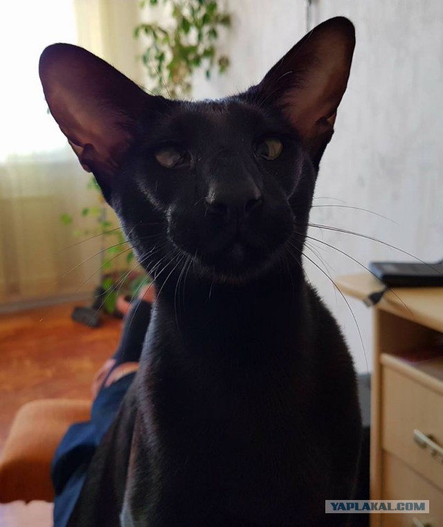 Котовторник 24.10.2017