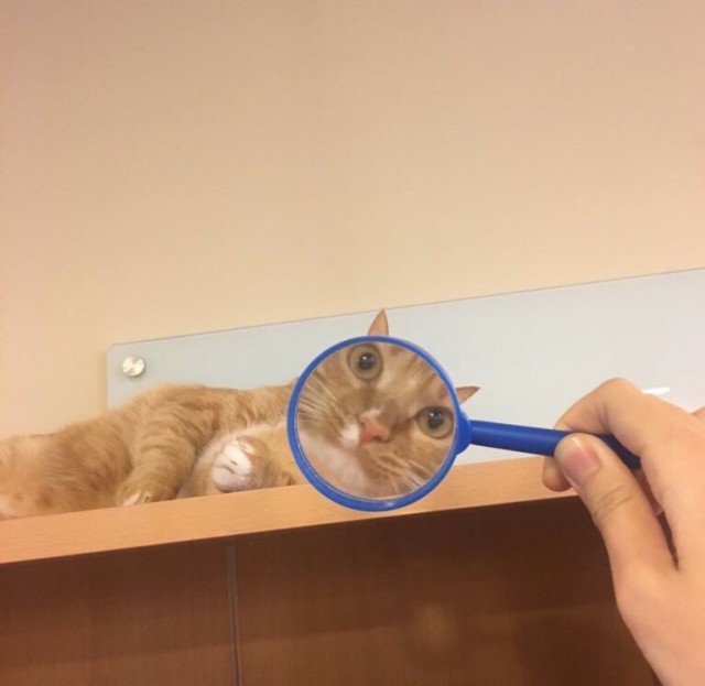 Коты и Кошки
