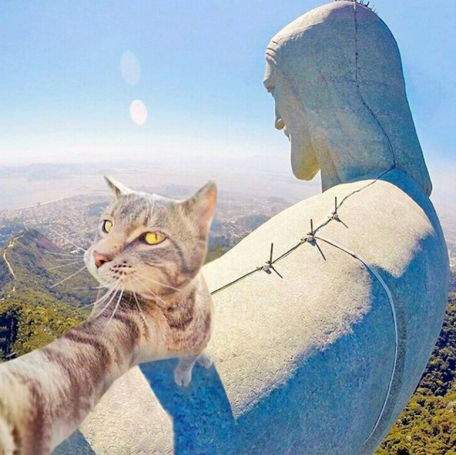 Котофото, сделанные в нужный момент