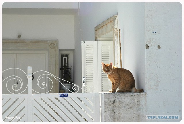 Котовторник (20.01)