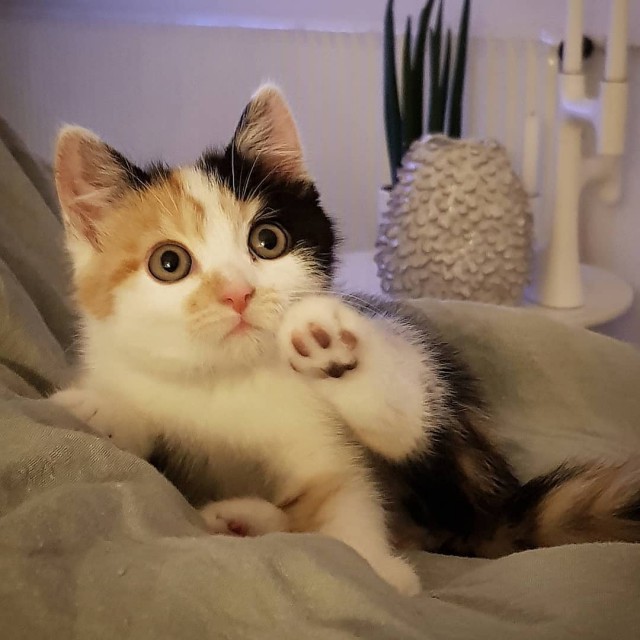 Прикольных котов пост