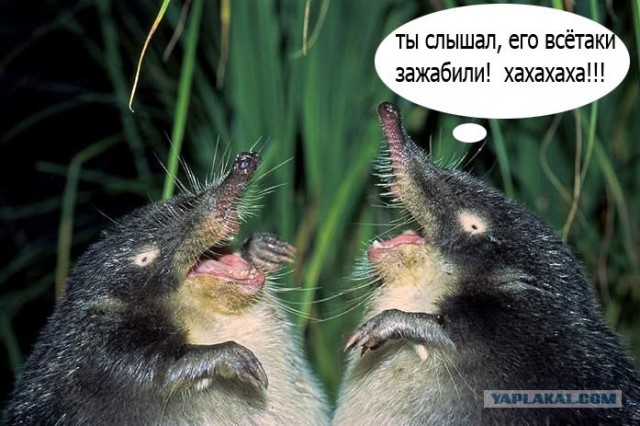 Вот сейчас вывернусь - и писец тебе!