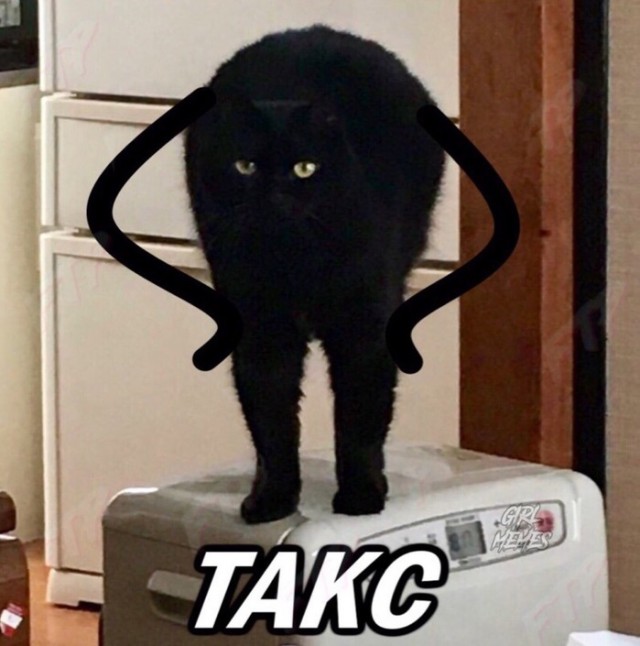 Прикольных котов пост