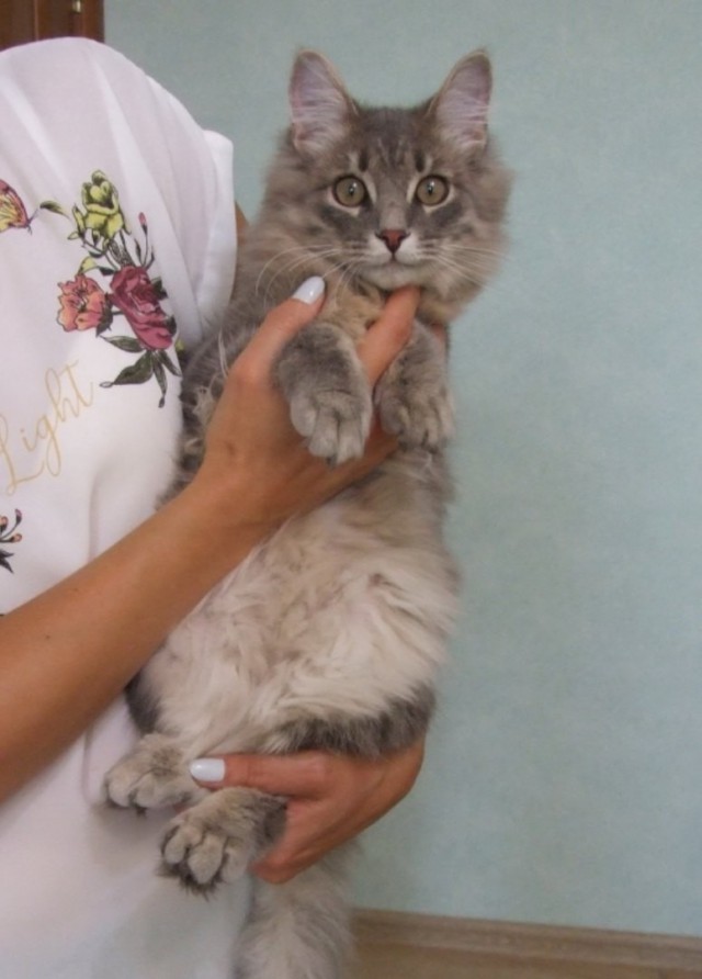 Прикольных котов пост
