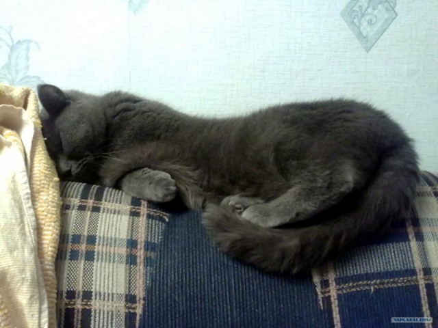 Котовторник!