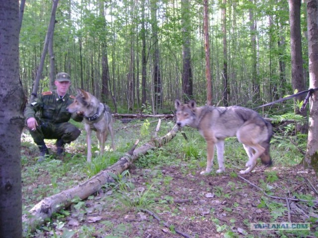Волкособ