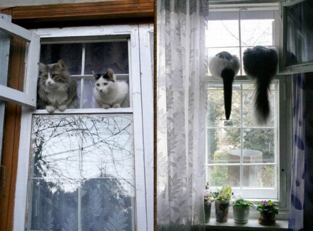 Котовторник!