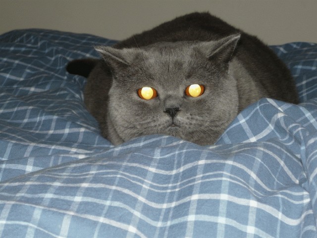 Котовторник 17 января