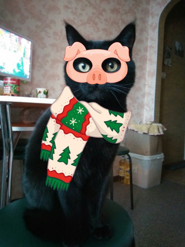 Кто, когда и зачем приручил первую кошку?