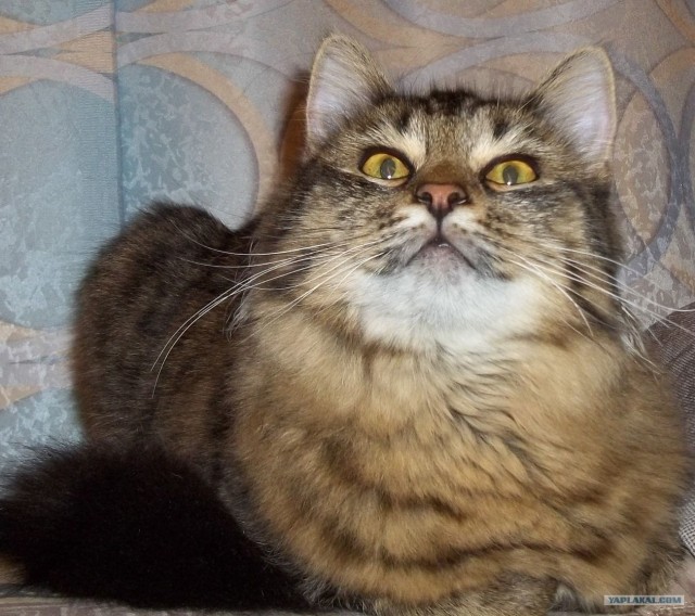 Котовторник 31.07.2012 г.