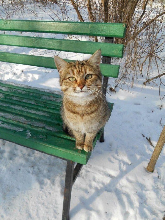 Прикольных котов пост