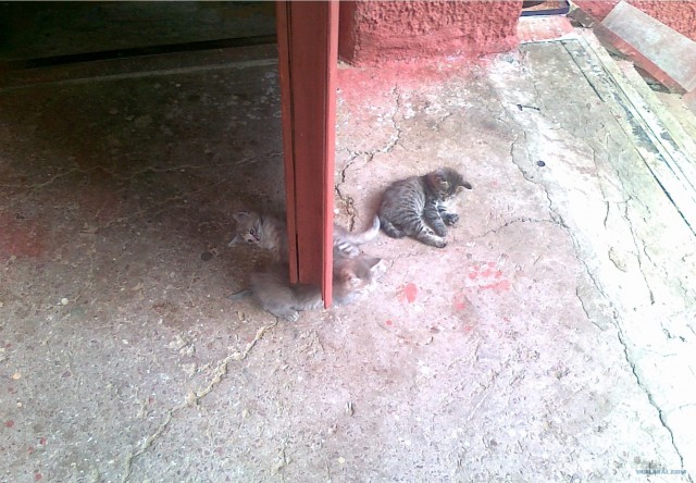 Дома никого нет!