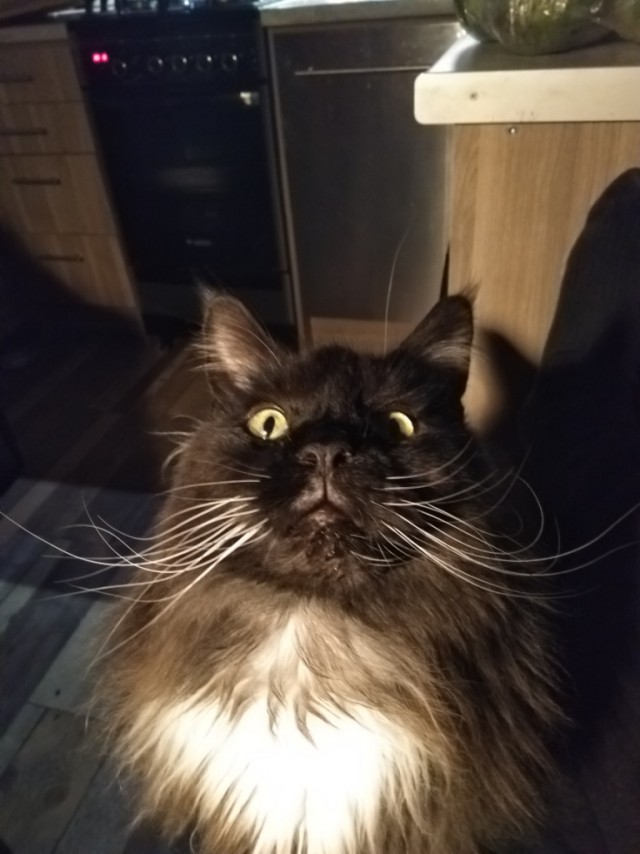 20 снимков с кисточками, доказывающих, что прекраснее мейн-кунов могут быть лишь котята мейн-кунов