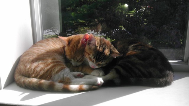 Котовторник ( 23.10. 2012. )