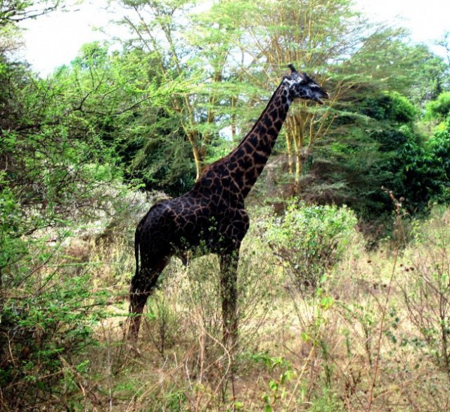 Живность из сети