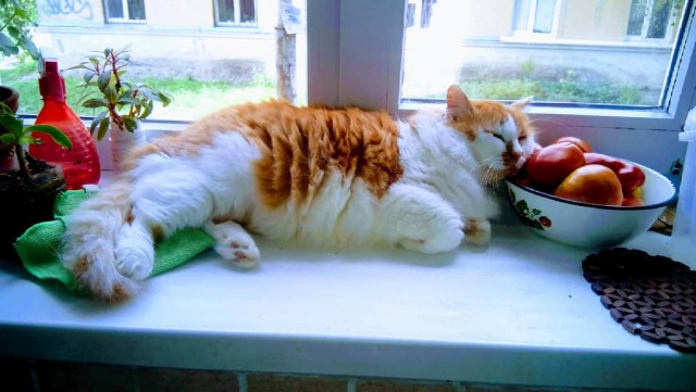 Котовторник однако
