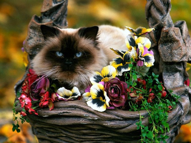 Котовторник!