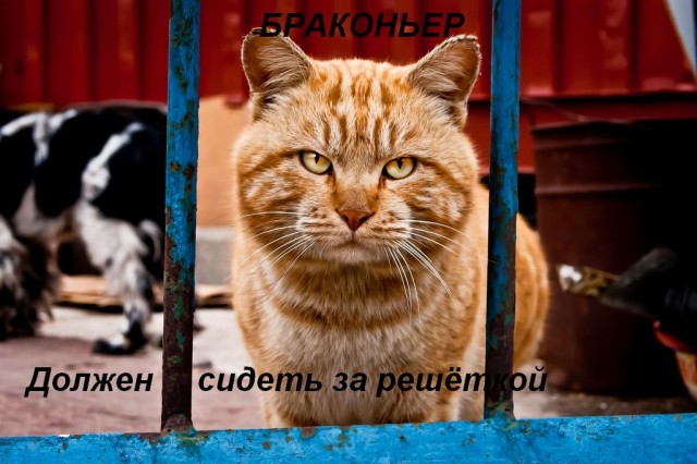 Конкурс на лучшую фотожабу против браконьеров.