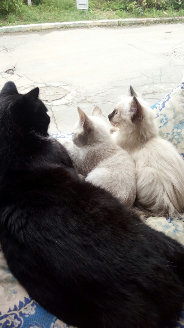 Забавные фото котеек