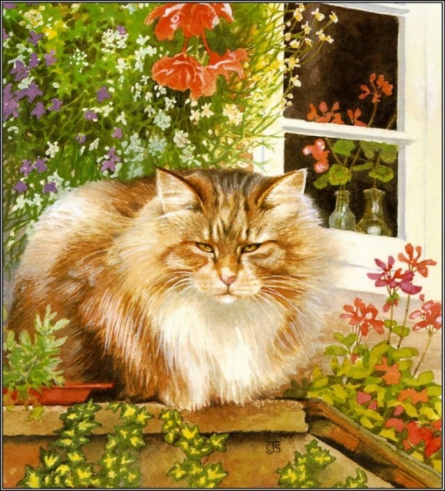 Забавные фото котеек