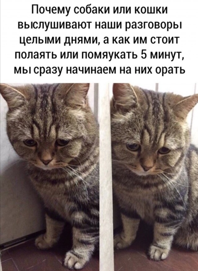 Юмор на любителя