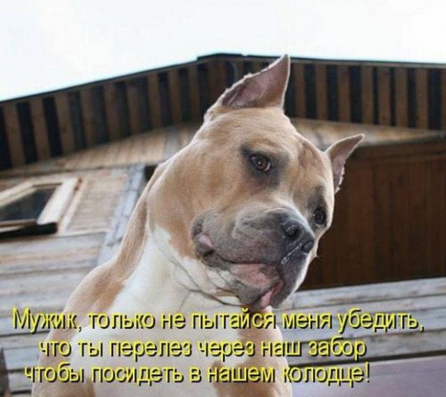 Настала суббота, и значит наступила пора очередной порции самых смешных картинок из интернета