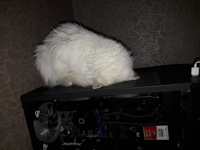 Ну, с котовторником!