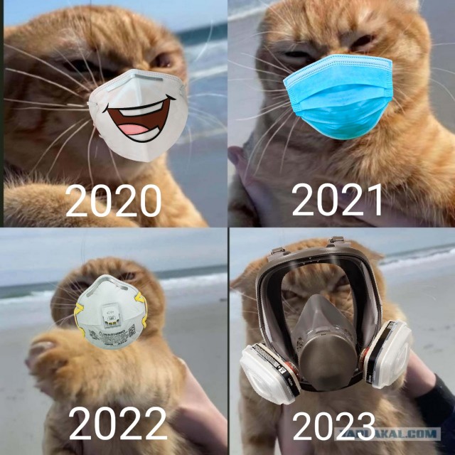 Кот с самым недовольным лицом