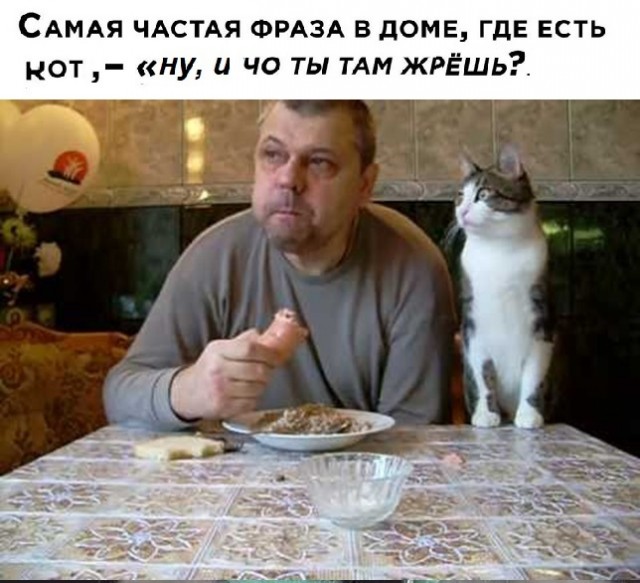 Картинки с надписями и котами