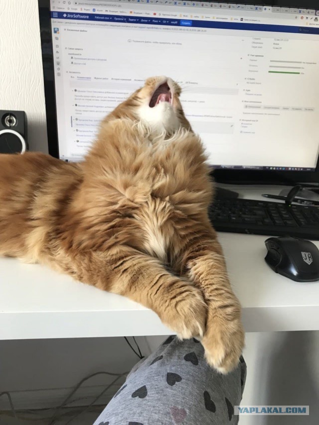 Котовторник (свои добавляем)