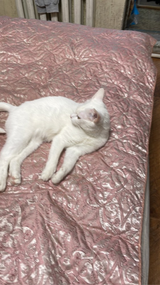 Котовторнику быть