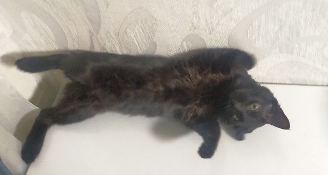 Котовторник 21.12.21
